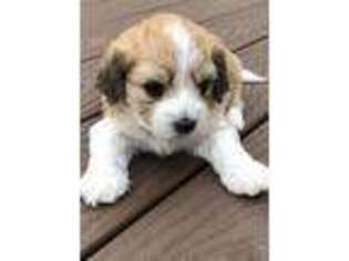 Cavachon Puppy for sale in Johnstown, CO, USA