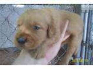 Golden Retriever Puppy for sale in Winston Salem, NC, USA