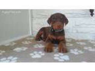 Doberman Pinscher Puppy for sale in Lepanto, AR, USA