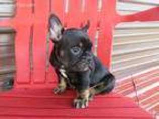 French Bulldog Puppy for sale in Owingsville, KY, USA
