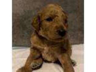 Mutt Puppy for sale in Florence, KY, USA