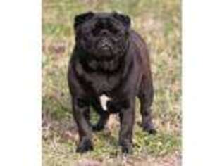 Pug Puppy for sale in Clements, MD, USA