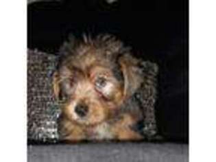 Yorkshire Terrier Puppy for sale in Forest City, NC, USA