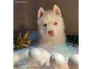 Siberian Husky Puppy for sale in Dallas, TX, USA