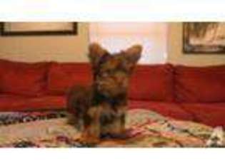Yorkshire Terrier Puppy for sale in ZEPHYRHILLS, FL, USA
