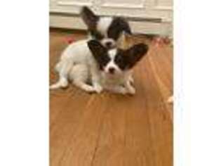 Papillon Puppy for sale in Hunt, NY, USA