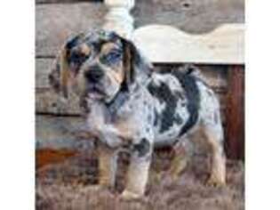 Puggle Puppy for sale in West Plains, MO, USA