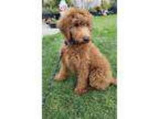 Goldendoodle Puppy for sale in Castroville, CA, USA