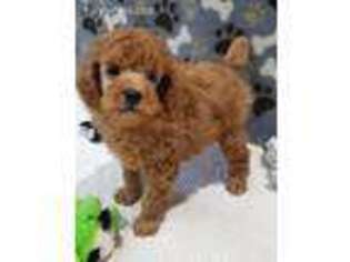 Mutt Puppy for sale in Howard, SD, USA