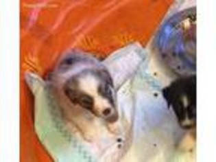 Australian Shepherd Puppy for sale in Williamsville, VA, USA