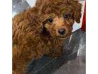 Mutt Puppy for sale in Rego Park, NY, USA