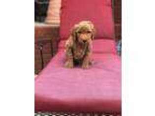 Goldendoodle Puppy for sale in Florence, AL, USA