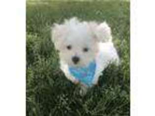 Maltese Puppy for sale in Colton, SD, USA
