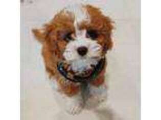Cavapoo Puppy for sale in High Springs, FL, USA