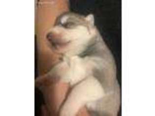 Siberian Husky Puppy for sale in Boston, MA, USA