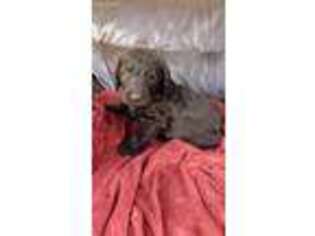 Labradoodle Puppy for sale in Landis, NC, USA