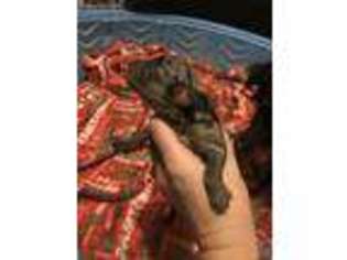Miniature Australian Shepherd Puppy for sale in Zanesville, OH, USA