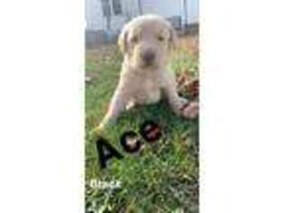 Labradoodle Puppy for sale in Oblong, IL, USA