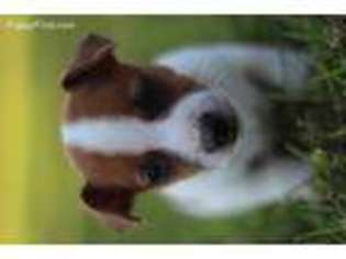 Jack Russell Terrier Puppy for sale in Dry Prong, LA, USA
