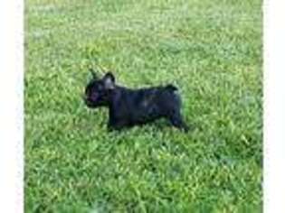 French Bulldog Puppy for sale in Beeville, TX, USA