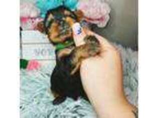 Yorkshire Terrier Puppy for sale in Valdosta, GA, USA