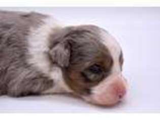 Miniature Australian Shepherd Puppy for sale in Tuttle, OK, USA