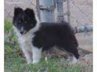 Shetland Sheepdog Puppy for sale in Tulsa, OK, USA