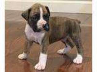 Boxer Puppy for sale in Fredonia, KY, USA