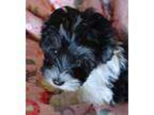 Havanese Puppy for sale in Hale Center, TX, USA