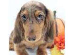 Dachshund Puppy for sale in Muskogee, OK, USA