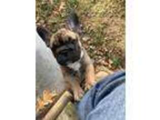 French Bulldog Puppy for sale in Bellville, OH, USA