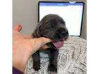 Cane Corso Puppy for sale in Memphis, TN, USA