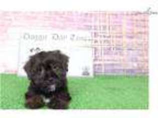 Shorkie Tzu Puppy for sale in Baltimore, MD, USA