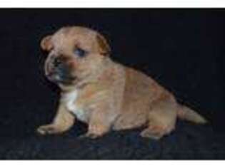 Norfolk Terrier Puppy for sale in Tupelo, MS, USA
