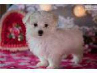 Maltese Puppy for sale in Youngstown, OH, USA