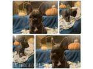 French Bulldog Puppy for sale in Moberly, MO, USA