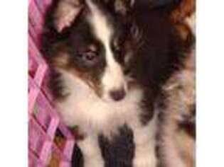 Shetland Sheepdog Puppy for sale in Berkeley Springs, WV, USA