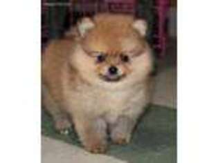 Pomeranian Puppy for sale in Sylvania, GA, USA