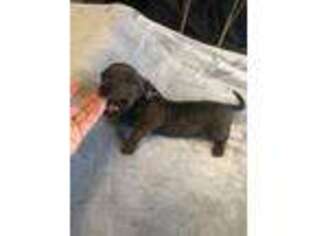 Dachshund Puppy for sale in Florence, SC, USA