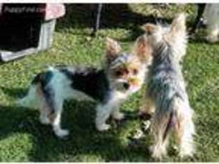 Yorkshire Terrier Puppy for sale in Converse, TX, USA