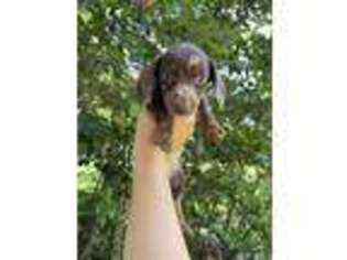 Dachshund Puppy for sale in White Oak, GA, USA
