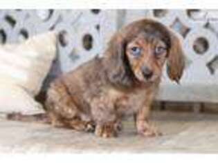 Dachshund Puppy for sale in Columbus, OH, USA