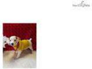 Jack Russell Terrier Puppy for sale in Fort Worth, TX, USA