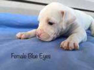 Alapaha Blue Blood Bulldog Puppy for sale in Malvern, PA, USA