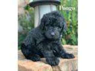 Labradoodle Puppy for sale in Arlington, TX, USA