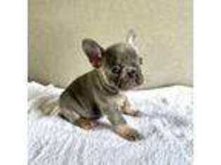 French Bulldog Puppy for sale in Scottsboro, AL, USA