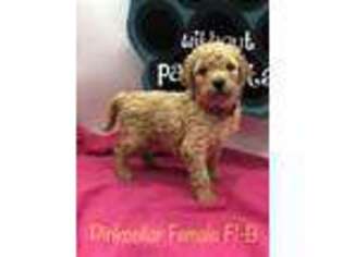 Goldendoodle Puppy for sale in Mena, AR, USA