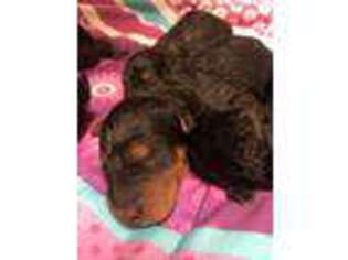 Airedale Terrier Puppy for sale in Saginaw, TX, USA