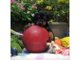 Doberman Pinscher Puppy for sale in LIVINGSTON, TX, USA
