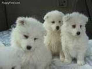 Samoyed Puppy for sale in Manly, IA, USA